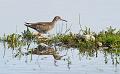 Rødstilk - Common redshank (Tringa totanus)